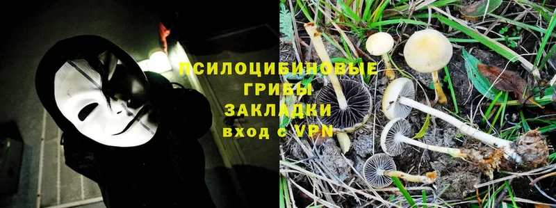 купить  цена  blacksprut   Галлюциногенные грибы Cubensis  Усолье-Сибирское 